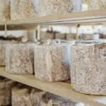 Errington Cheese wins big at the 2019 World Cheese Awards