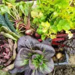 Keeping the Plot: A journal of growing and cooking Scottish produce – The October Harvest