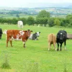 Farmers could be breeding more environmentally-friendly cattle by next year, scientists