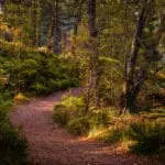Foraging in Scotland: the best seasonal produce to pick this autumn and winter