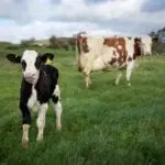 Scots dairy farm to host vegan-friendly farm tour
