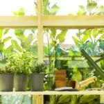 National Gardening Week: Advice on how to grow fruit and veg at home - plus four easy recipes