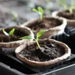 These are the vegetables with the fastest growing times - and how to plant them at home