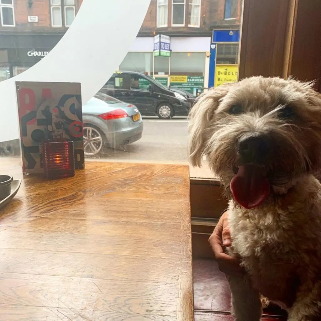 dog-friendly