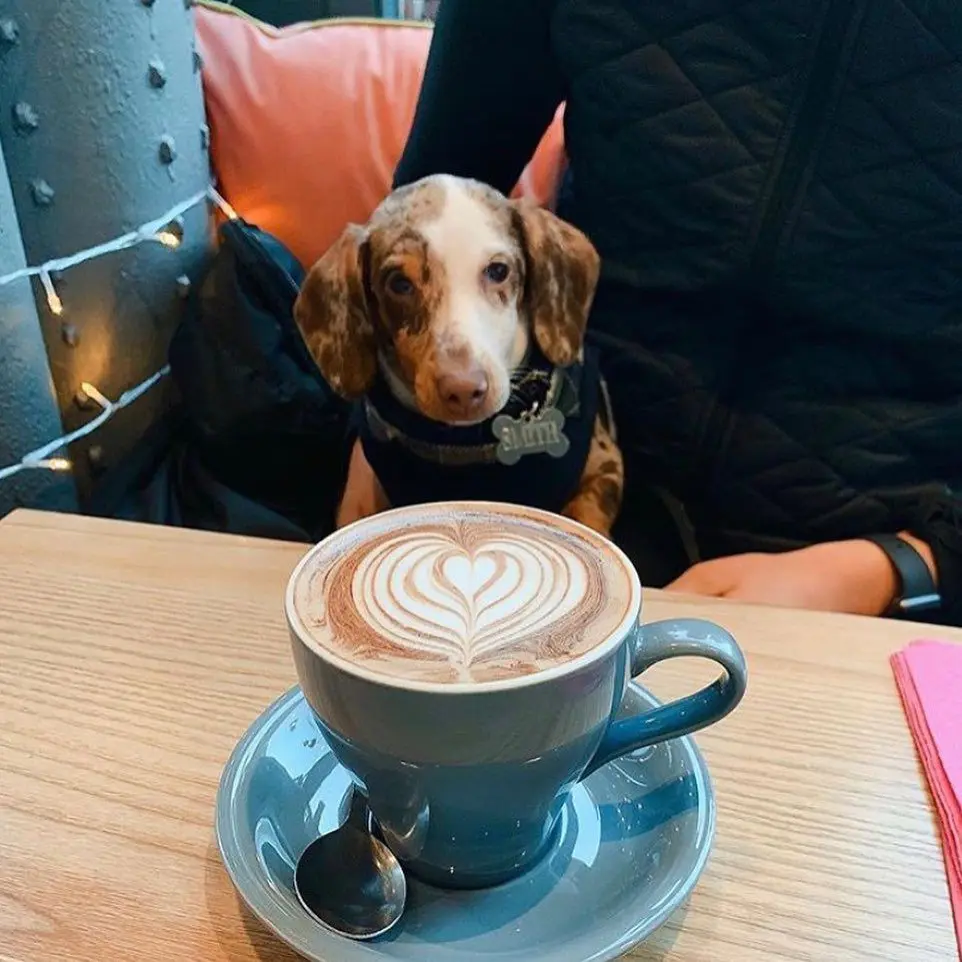 dog-friendly