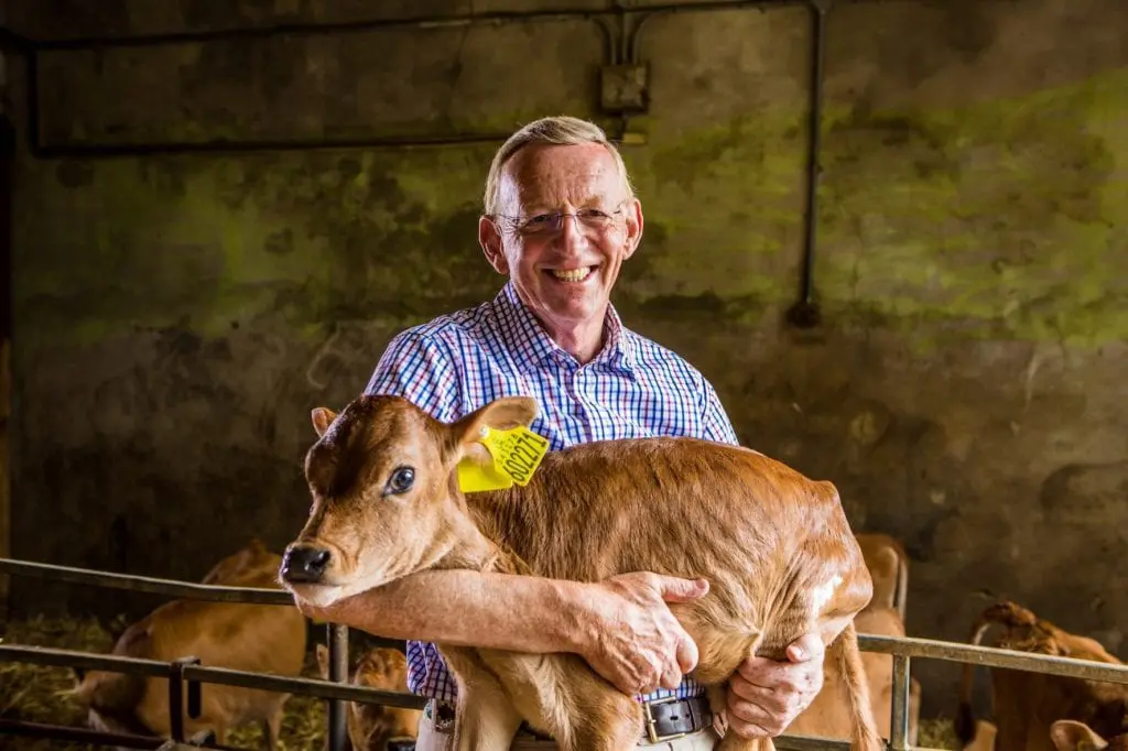 Dr Graham and his beloved Jersey cow herd.