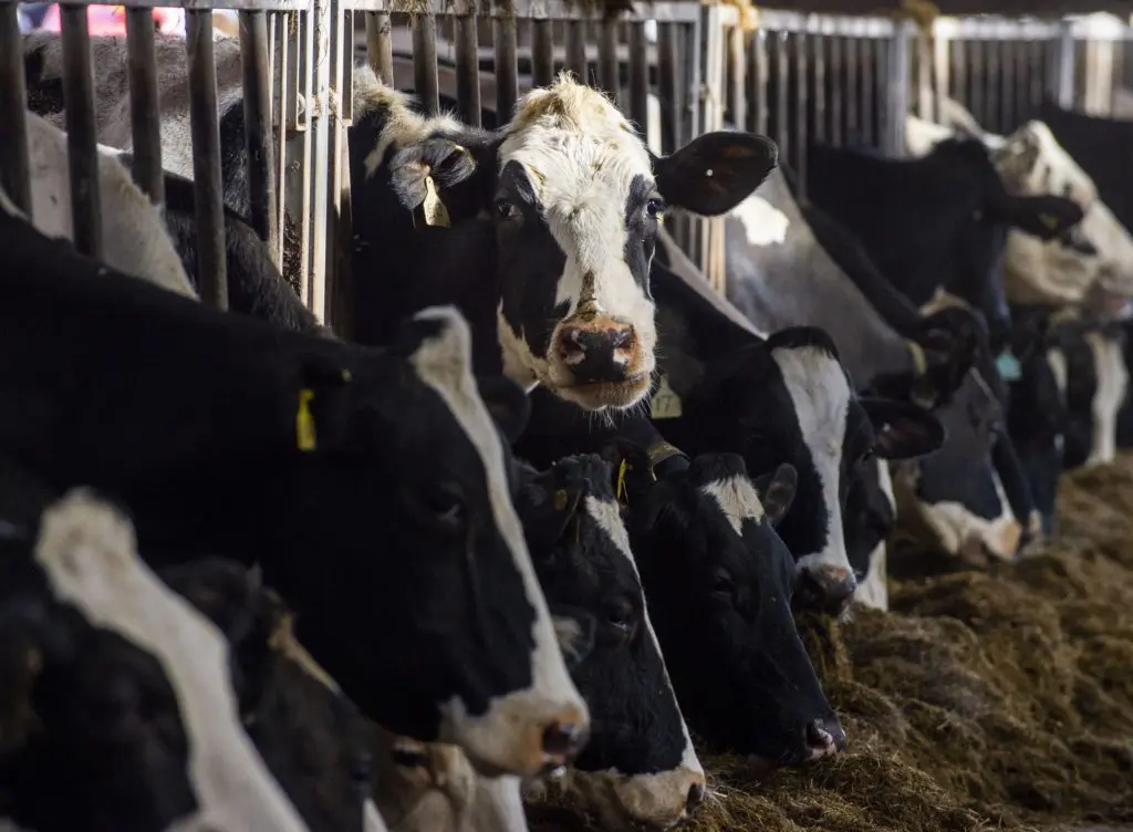 Holstein dairy herd at Standhill Farm near Hawick