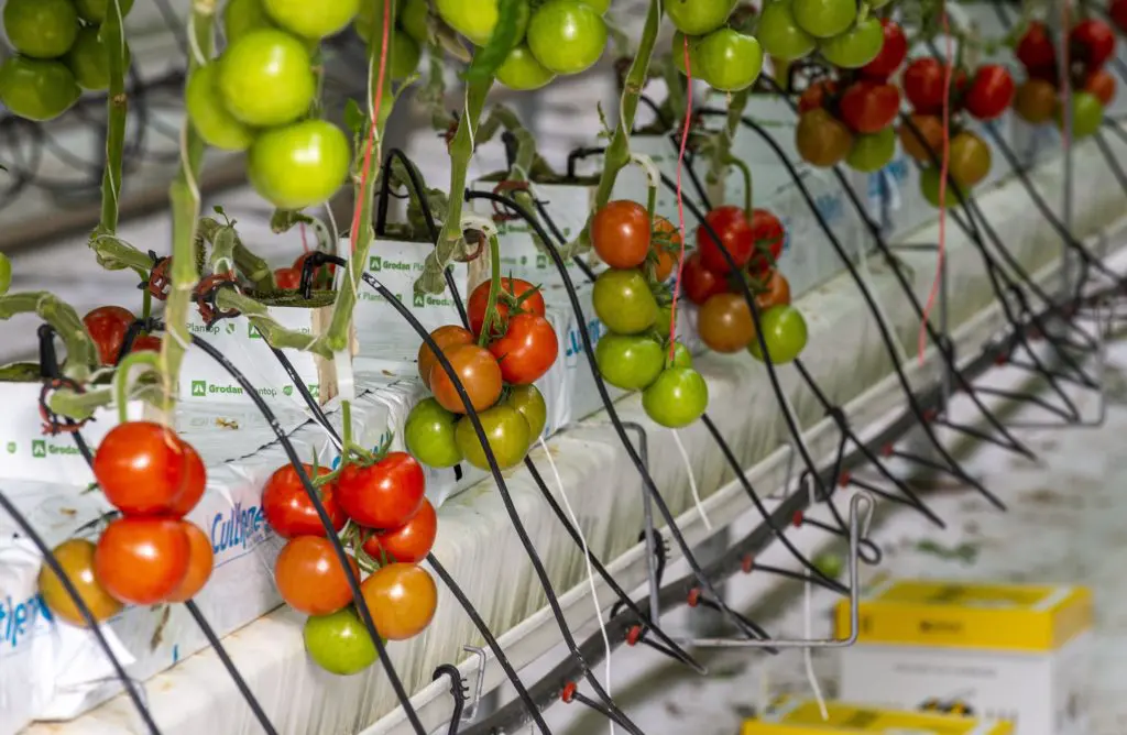 Tomatoes growing at Standhill Farm near Hawick