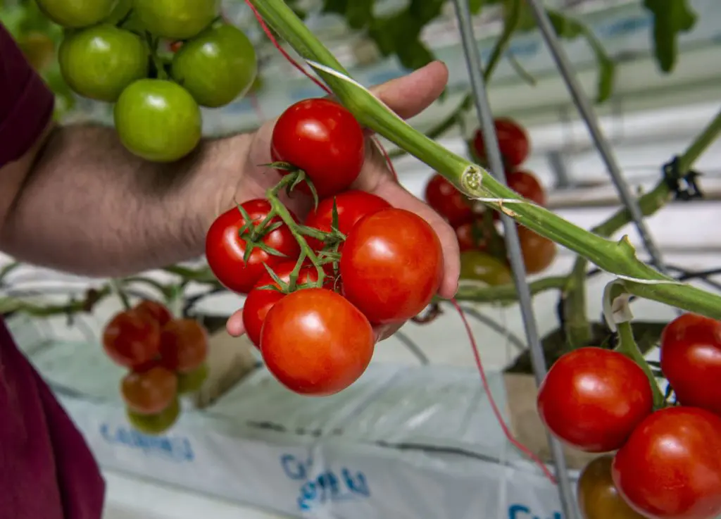 Tomatoes on the vine at Standhill Farm near Hawick