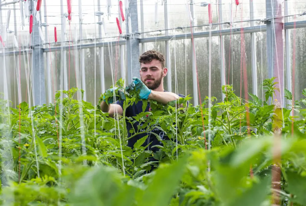Local workers  tending tomato plants at Standhill Farm near Hawick