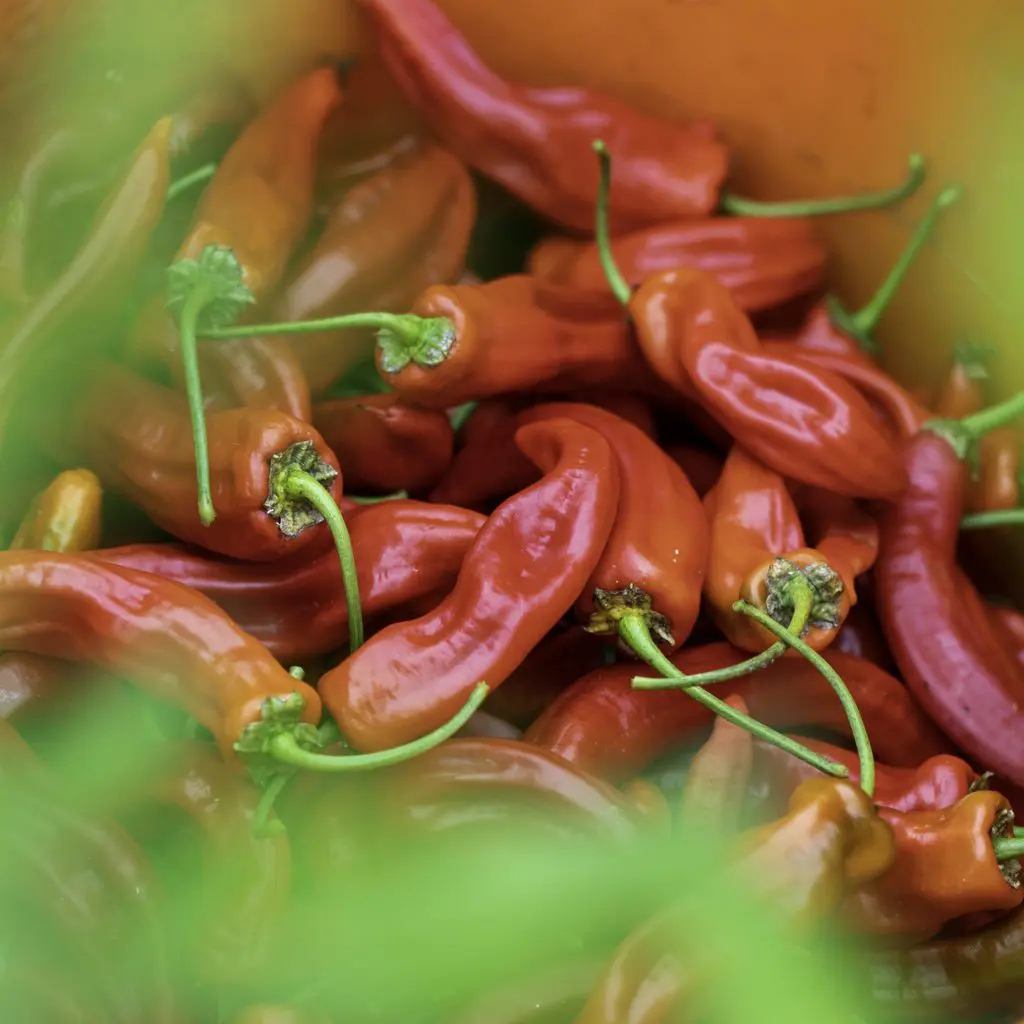 Galloway Chillies