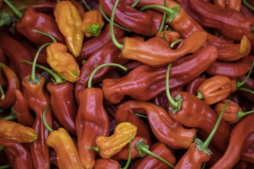 Galloway Chillies