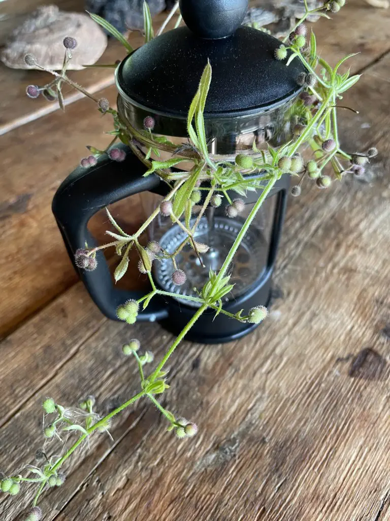 Monica Wilde Forager