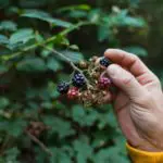 Scran season 4: Foraging with Buck and Birch
