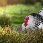 Scots turkey farm closes due to bird flu concerns
