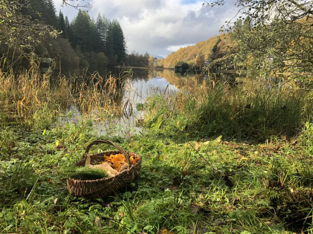 The Wee Folk of the Woods Foraging
