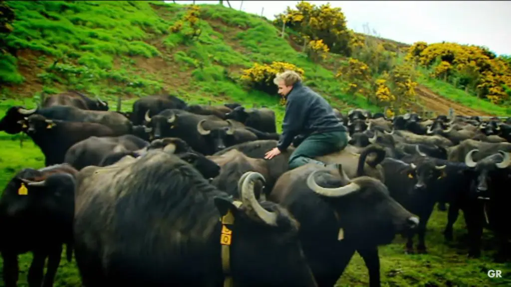 Gordon Ramsay filming the FWord at Steve Mitchell's Buffalo farm