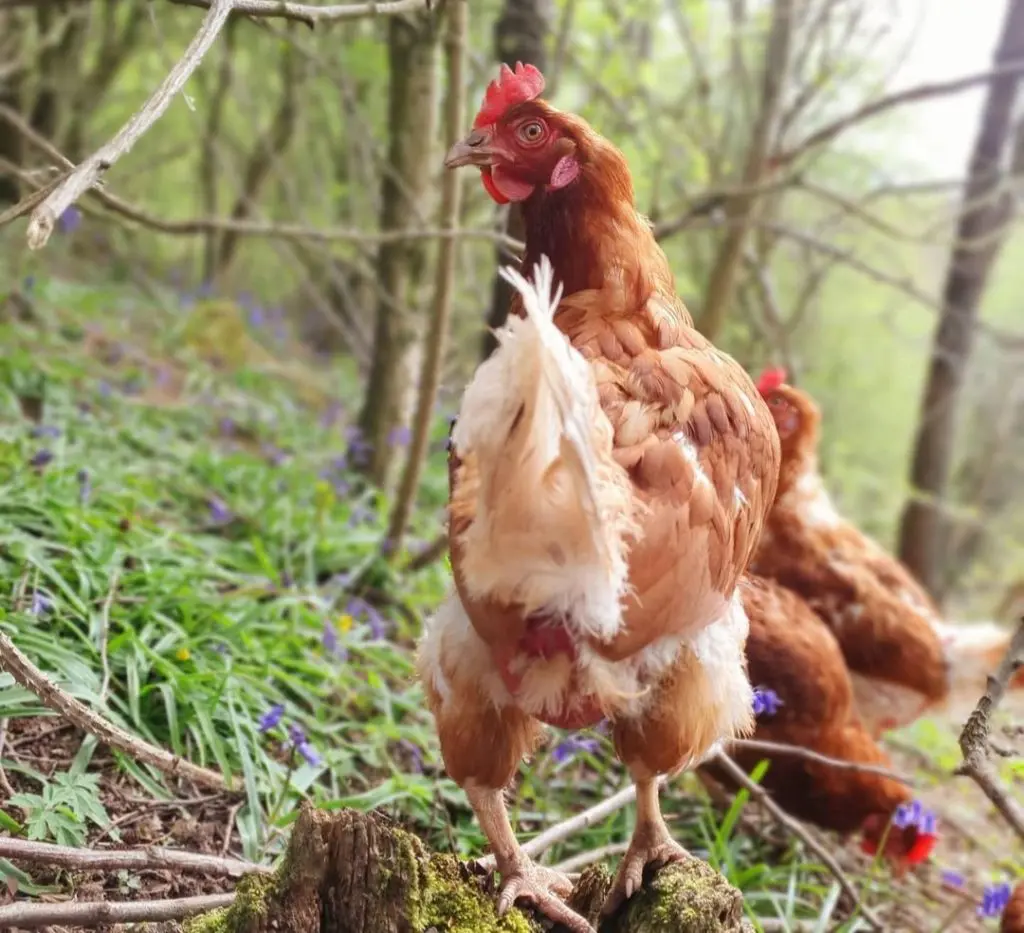 The Wee Broon Hens