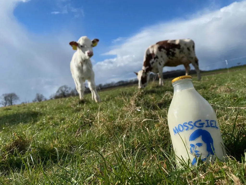 Scran dairy farming
