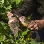 Lidl to open pick your own turnip patch for a traditional Scottish Halloween - here’s where and when to visit