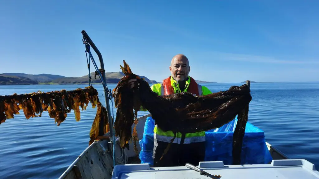 Scran seaweed