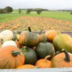 Scottish pumpkin patch launches 'lifetime golden ticket' competition to celebrate 10 years