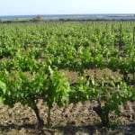 Five up-and-coming French wine producers