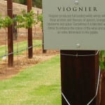 The beauty of viognier: white wine's forgotten grape