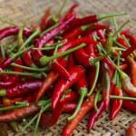 Video: growing chillies in Scotland