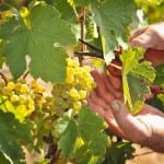 Charting the meteoric rise of Austria's signature grape