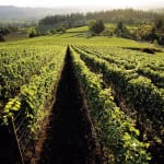 Brian Elliot: The value of Oregon wine