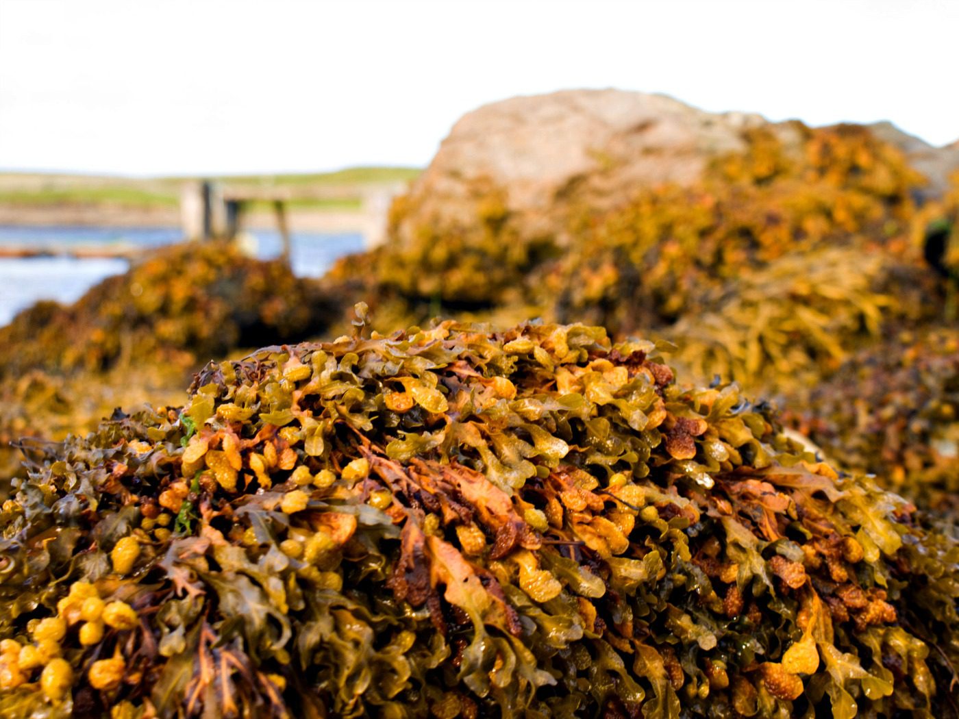 Scottish seaweed set to be next 'global food trend' Scotsman Food and