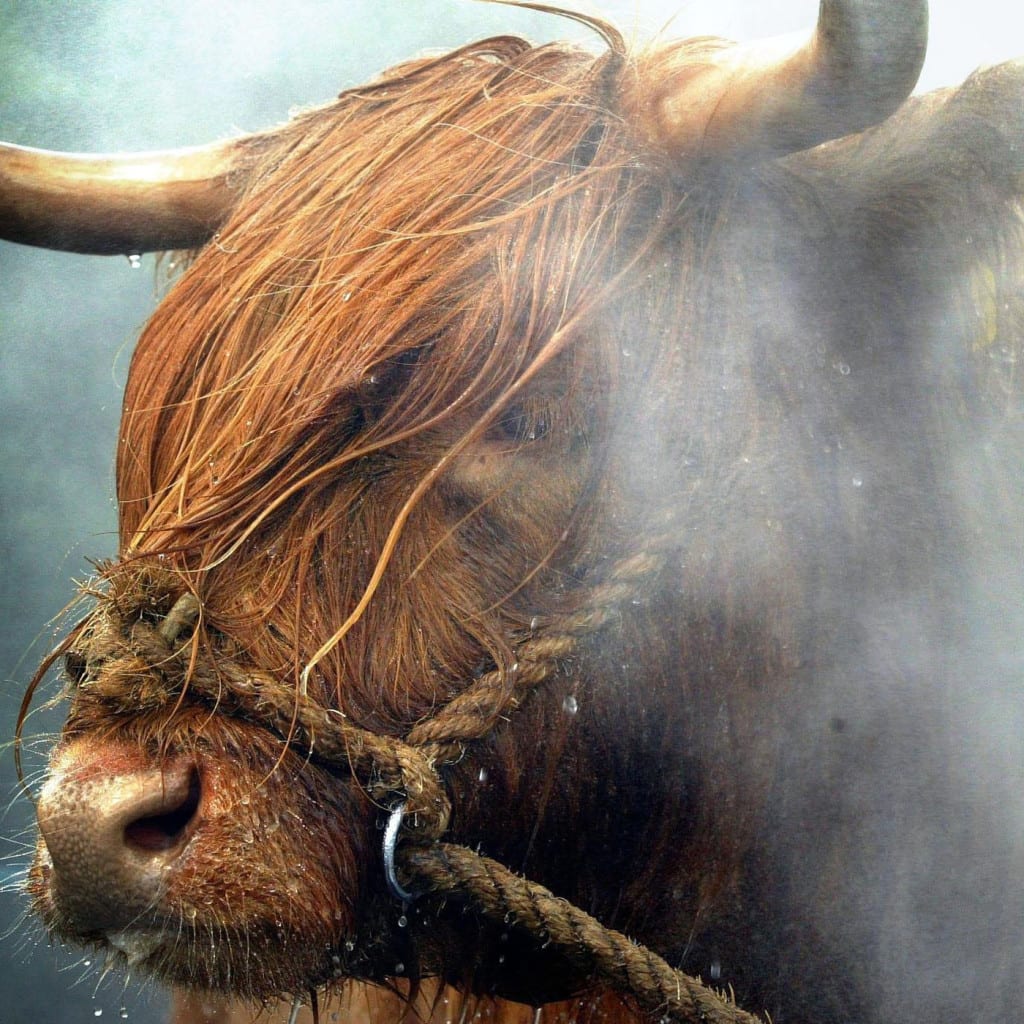 A Highland cattle is prepared for a previous Royal Highland Show