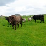 Orkney beef shortage expected due to wet weather
