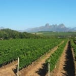 10 great South African wines for under £25