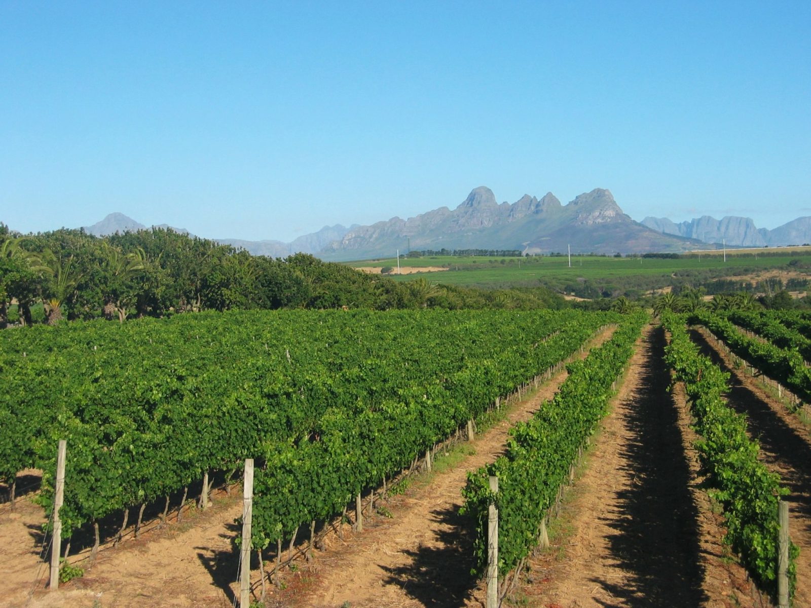 10 great South African wines for under £25 Scotsman Food and Drink