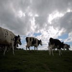 Stephen Jardine: We can all help dairy farmers