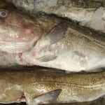 North Sea cod removed from red list as numbers improve