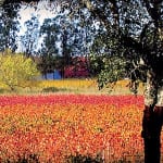 Brian Elliott: Portuguese wines on the rise