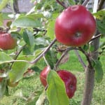 Orchard renaissance revitalises Scottish apple industry