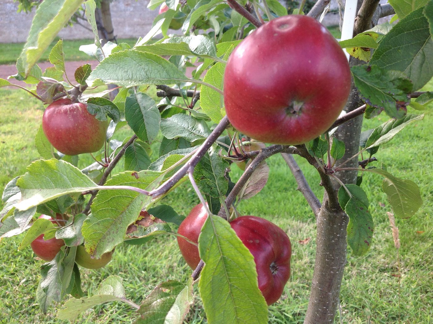 Orchard renaissance revitalises Scottish apple industry Scotsman Food