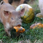 Piglets enjoy a Halloween ‘pig me up’ as part of farm shop campaign