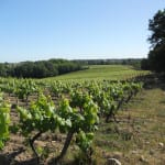 Rose Murray Brown: Revisiting the neglected muscadet