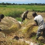 Scottish fair trade business targeting a 'rice revolution'