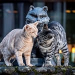 Glenturret's lonely distillery cat gets a new friend