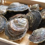 A history of native oysters from Loch Ryan