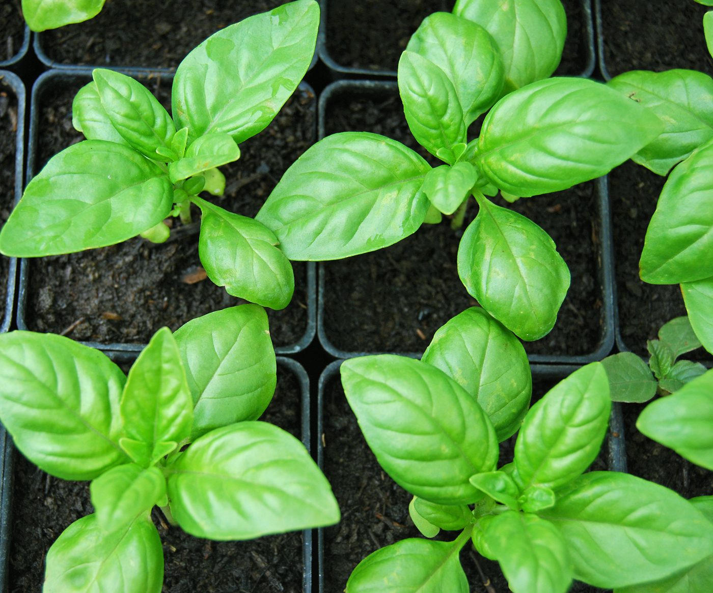 Video: How to build your own herb garden | Scotsman Food and Drink