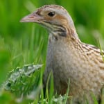 Orkney Brewery raises money to help save endangered Corncrakes
