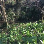Foraging with Fiona Bird: Wild Garlic and Jack by the Hedge