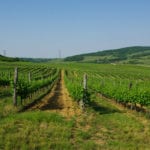 Rose Murray Brown: Hungary offers far more than great value wine